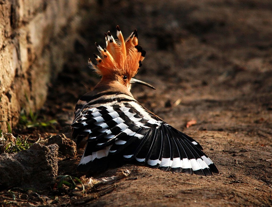 苍鹭 401A_副本.jpg