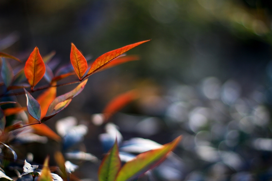 丰庆公园拍摄 032.jpg