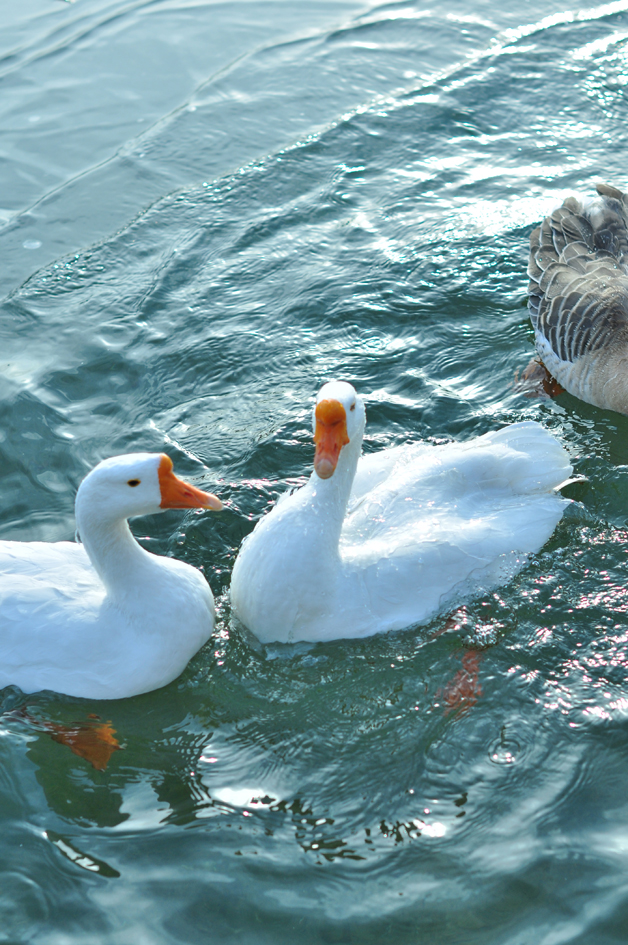 DSC_0017.JPG