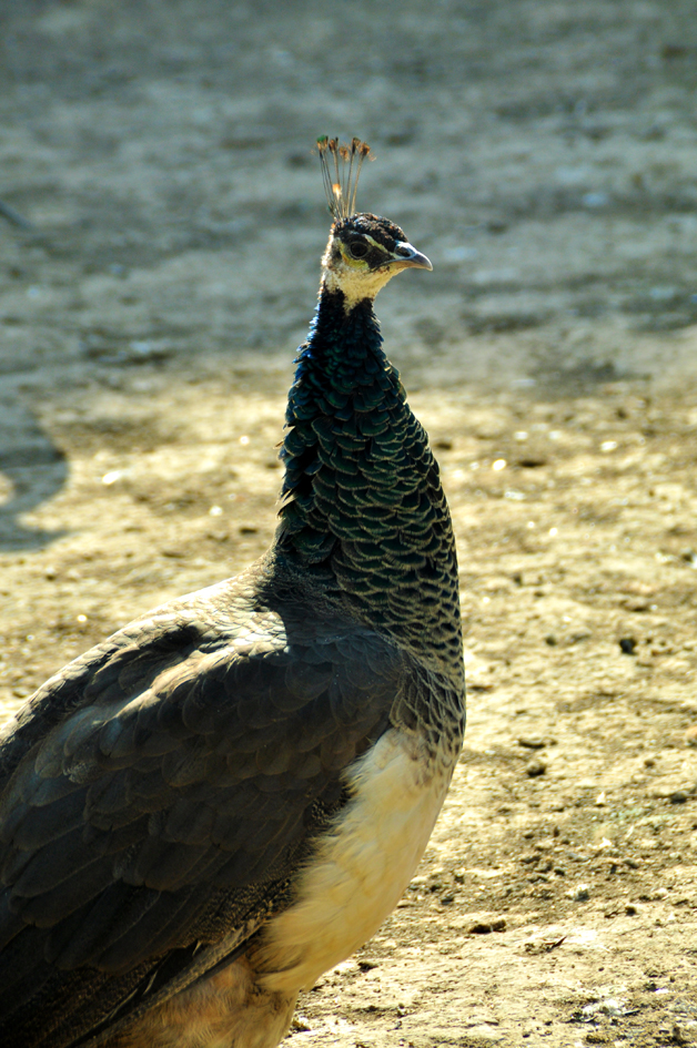 DSC_0149.JPG