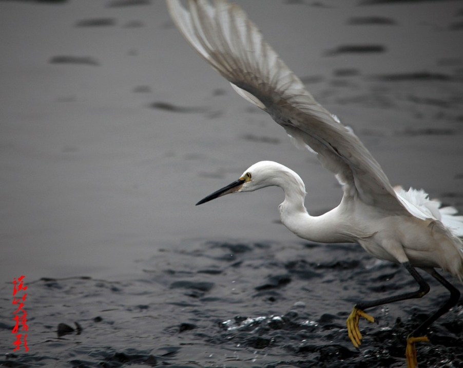 2013元月二四日 343A_conew1.jpg