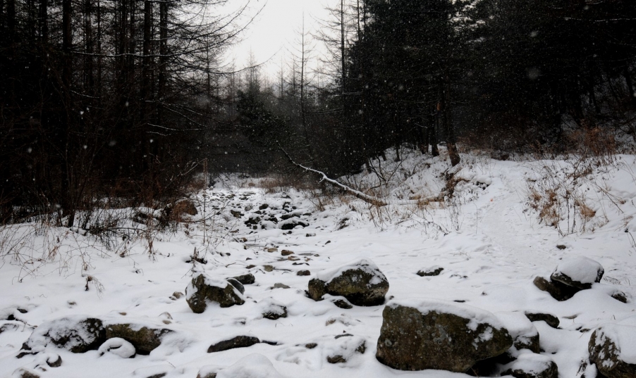 DSC_1787.JPG