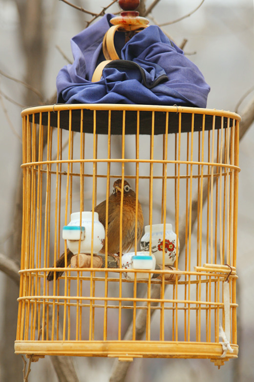 养鸟人 005_副本.jpg