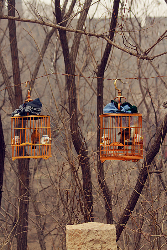 养鸟人 010_副本.jpg