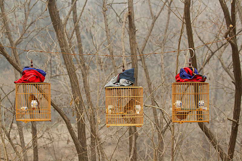 养鸟人 014_副本.jpg