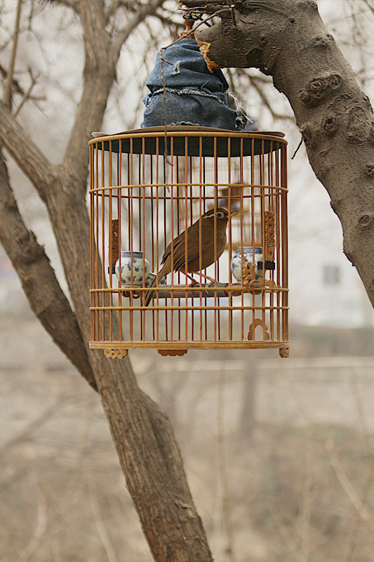 养鸟人 024_副本.jpg