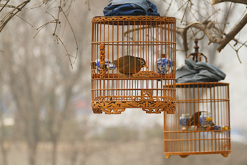 养鸟人 027_副本.jpg