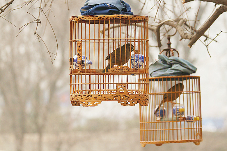 养鸟人 028_副本.jpg