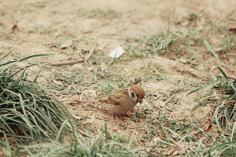 养鸟人 031_副本.jpg