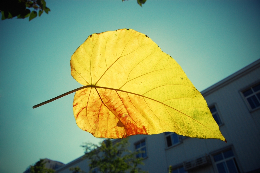 黄叶.jpg