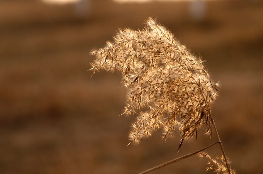 IMGP9261.JPG