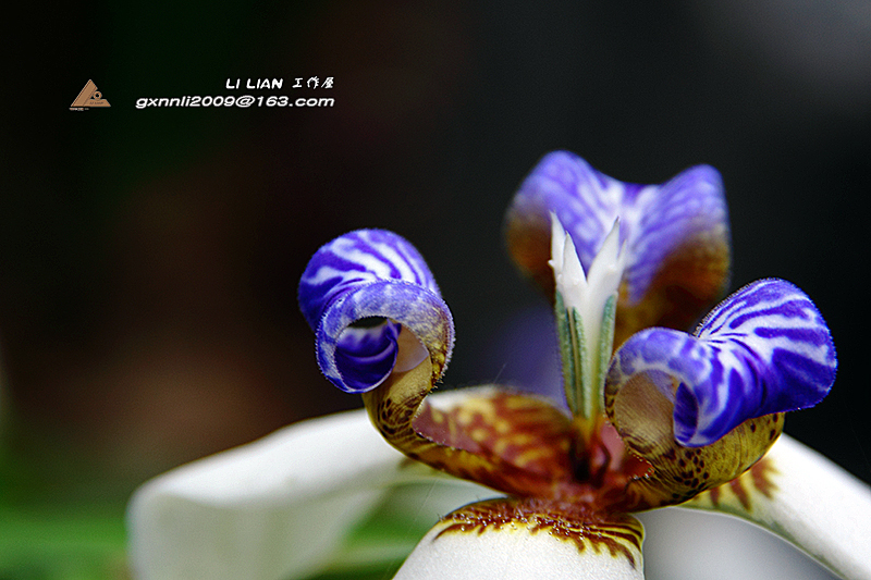 不一样的艳丽。虽拍了它，也不知叫何名......。