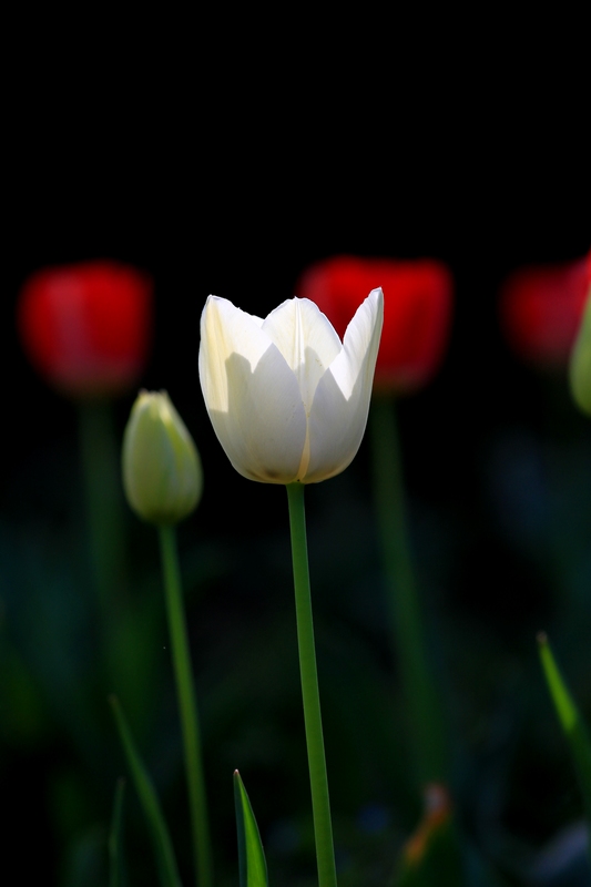 四拍牡丹 035.jpg