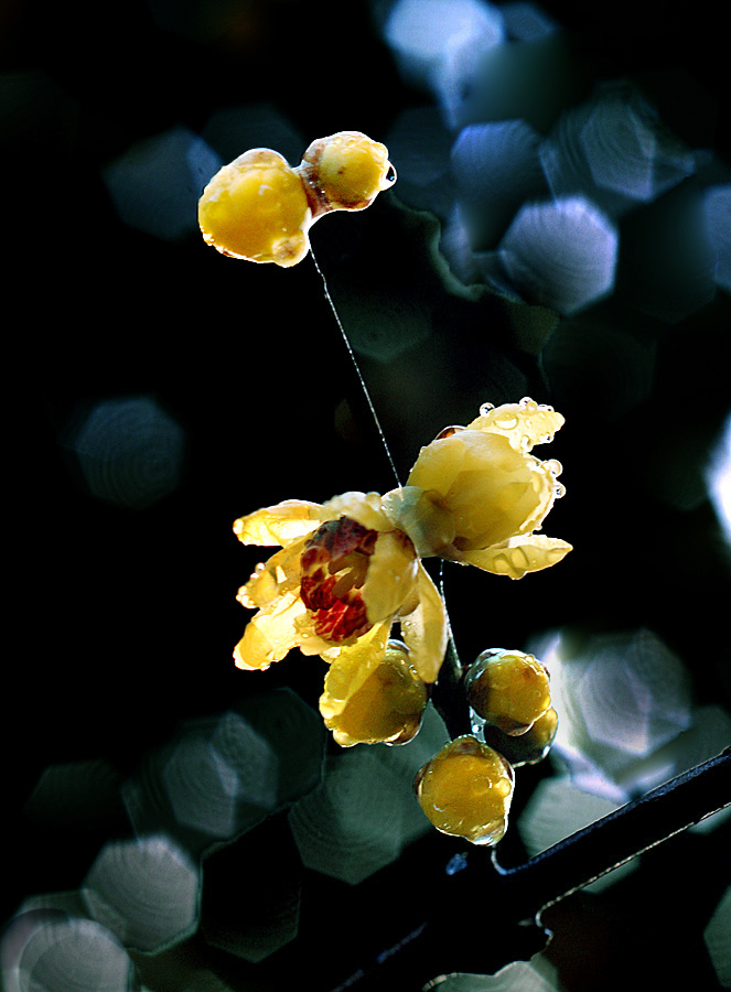 腊梅 (6).jpg