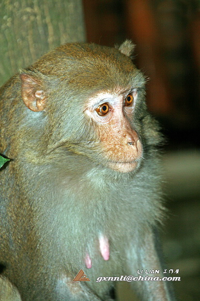 大的看肖像,小的？看姿态。拍小猴还是蛮过瘾的........