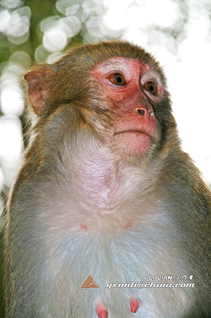 大的看肖像,小的？看姿态。拍小猴还是蛮过瘾的........