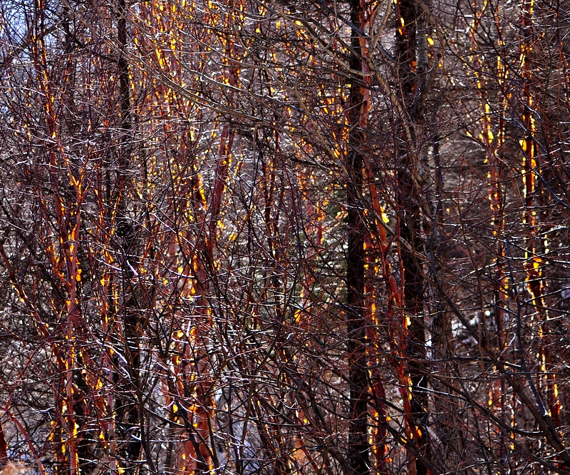 DSC_0295.jpg
