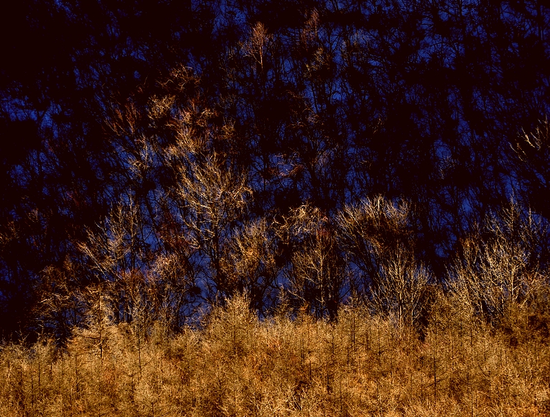 DSC_0455.jpg