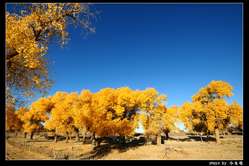 额济纳胡杨林26.jpg