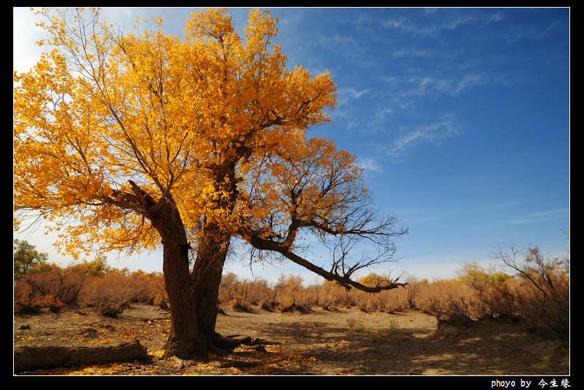 额济纳胡杨林100.jpg