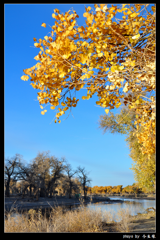 额济纳胡杨林226.jpg