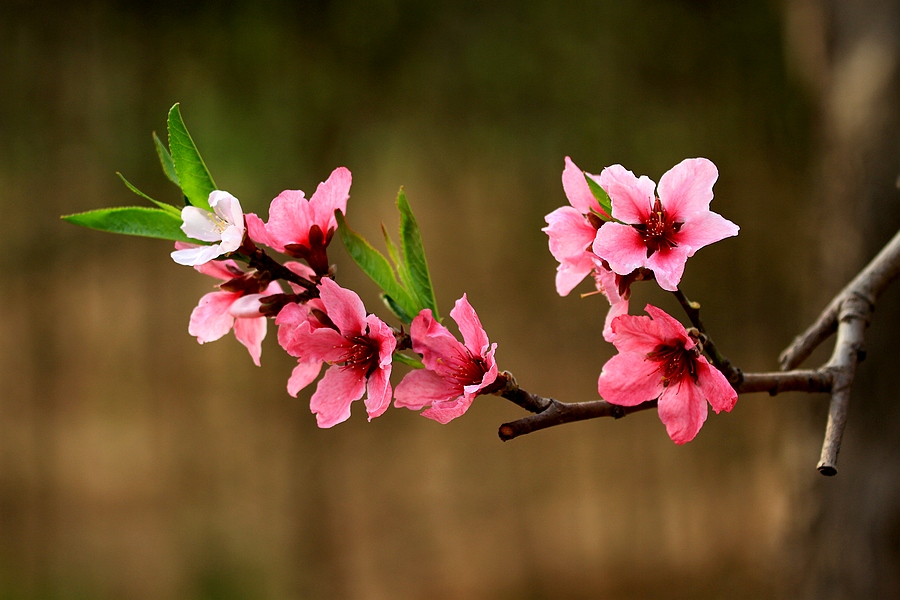 桃花开了 109.jpg