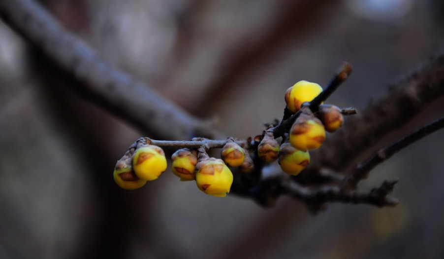DSC_5825x.jpg