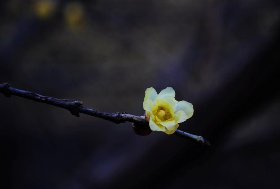 DSC_5876x.jpg