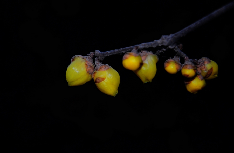 DSC_5937x.jpg