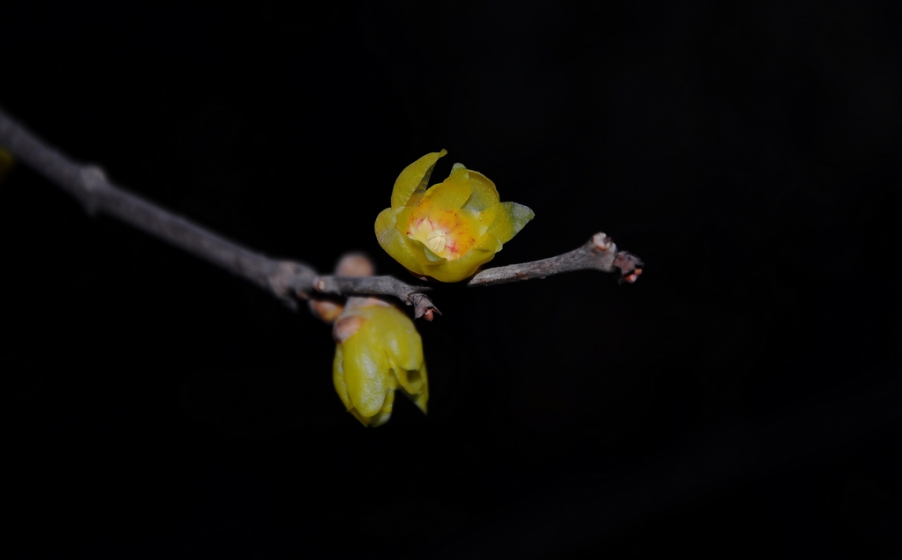 DSC_5973x.jpg