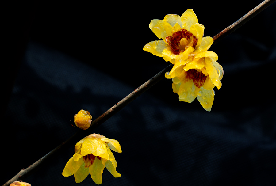 腊梅花 (20).jpg