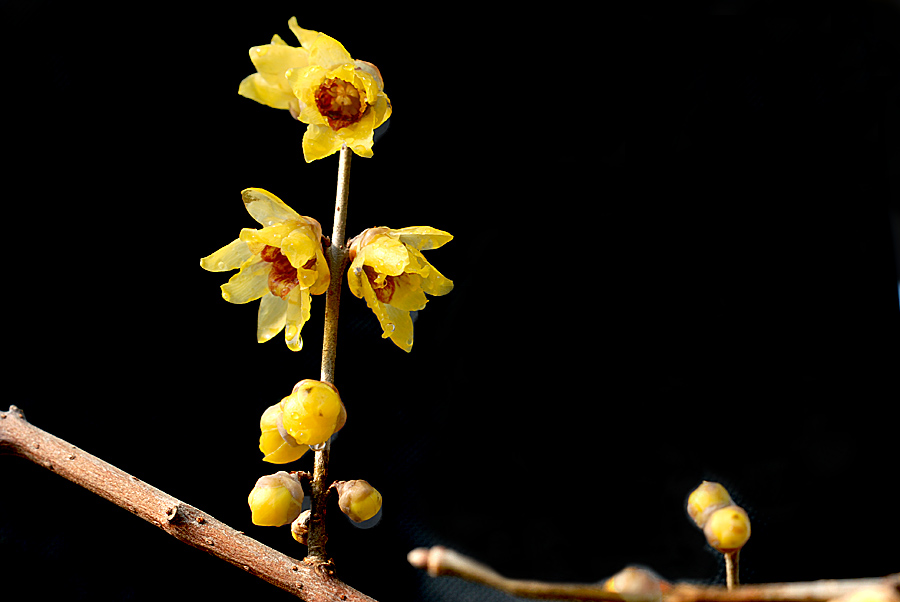 腊梅.jpg
