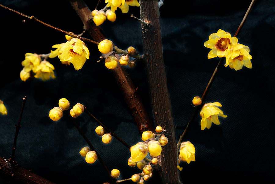 腊梅花 (10).jpg