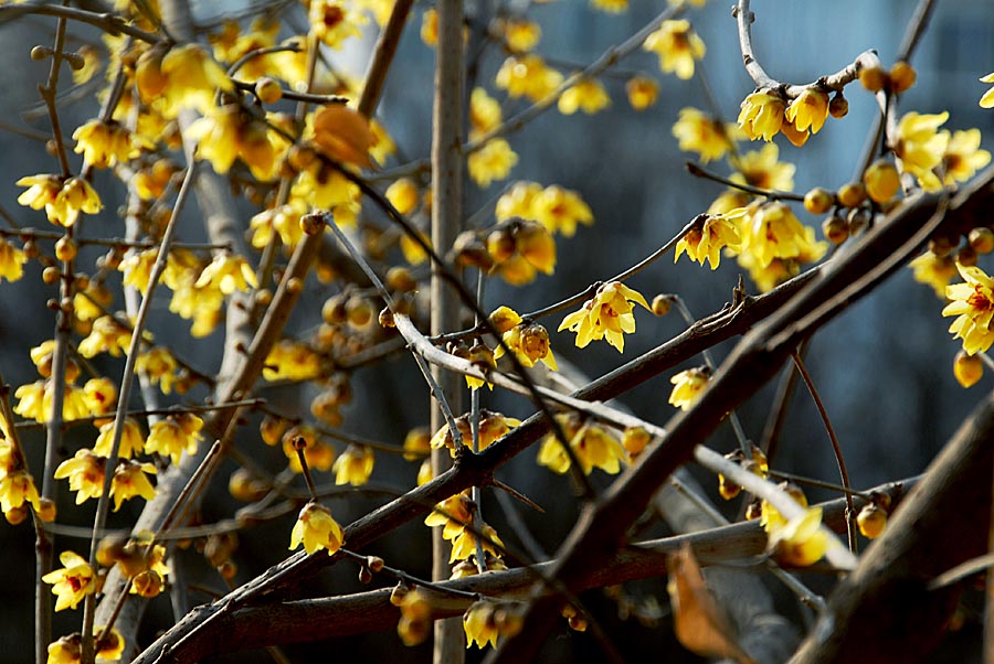 腊梅花 (18).jpg