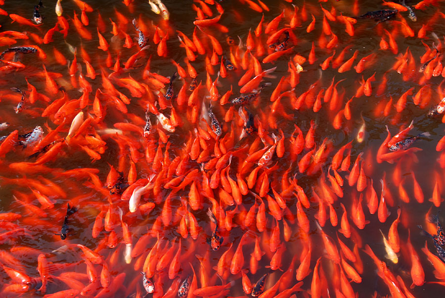 红锦满塘 (1).jpg