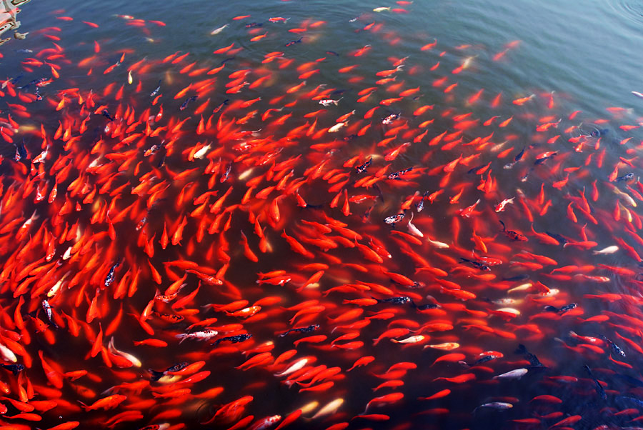 红锦满塘 (2).jpg