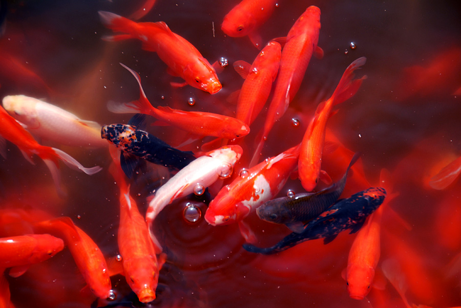 红锦满塘 (6).jpg