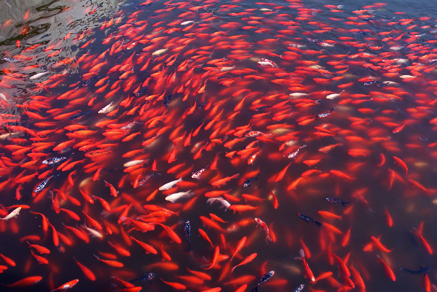 红锦满塘 (7).jpg