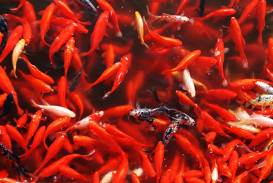 红锦满塘 (9).jpg