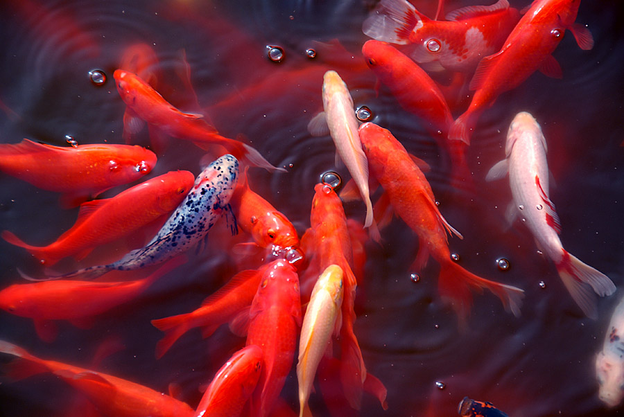 红锦满塘 (12).jpg