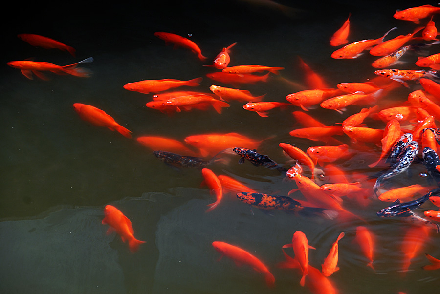 红锦满塘 (11).jpg