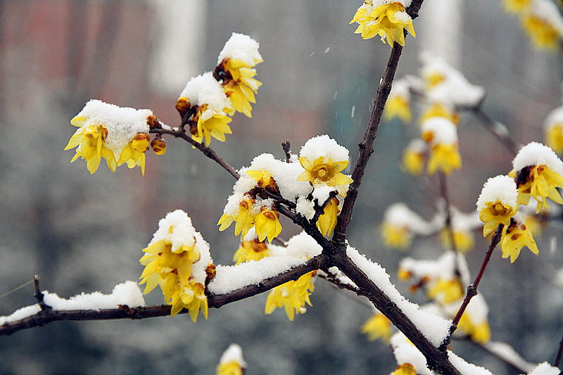 雪中腊梅 035_副本.jpg