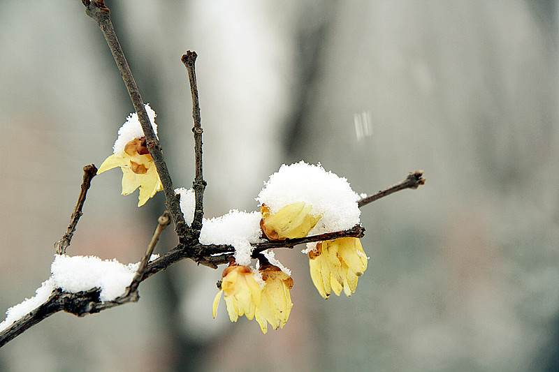 雪中腊梅 044_副本.jpg