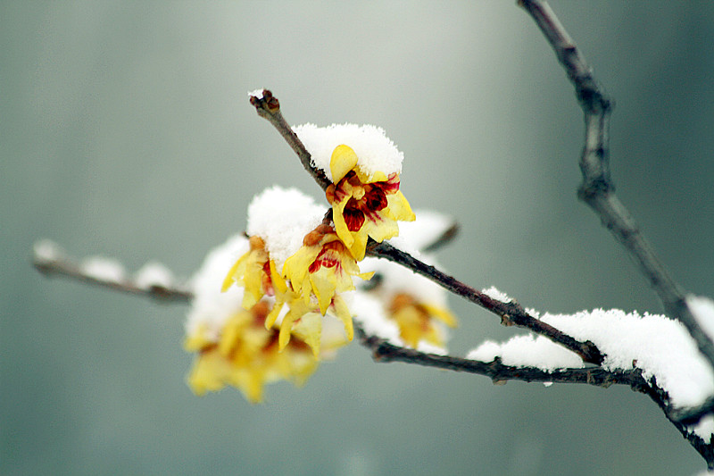 雪中腊梅 057_副本.jpg