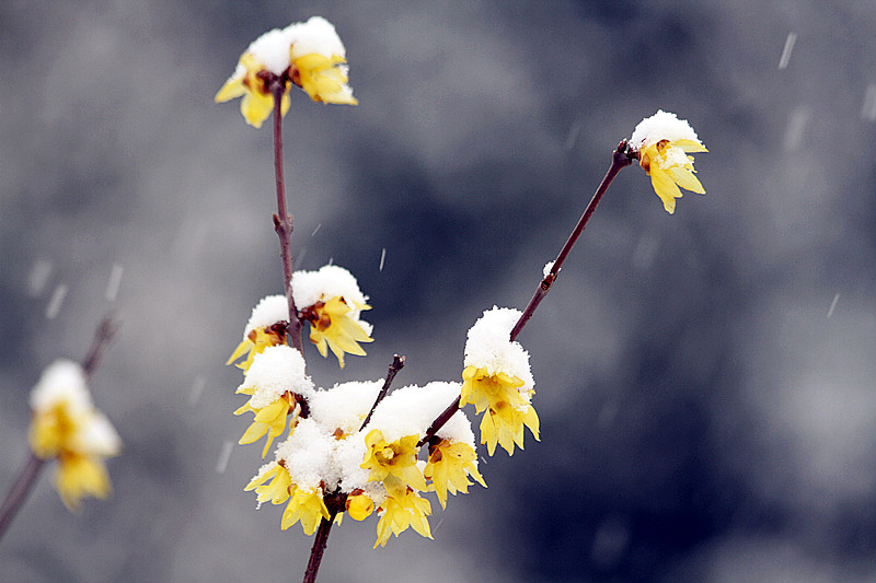雪中腊梅 064_副本.jpg