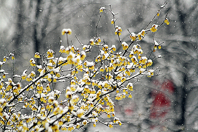 雪中腊梅 074_副本.jpg