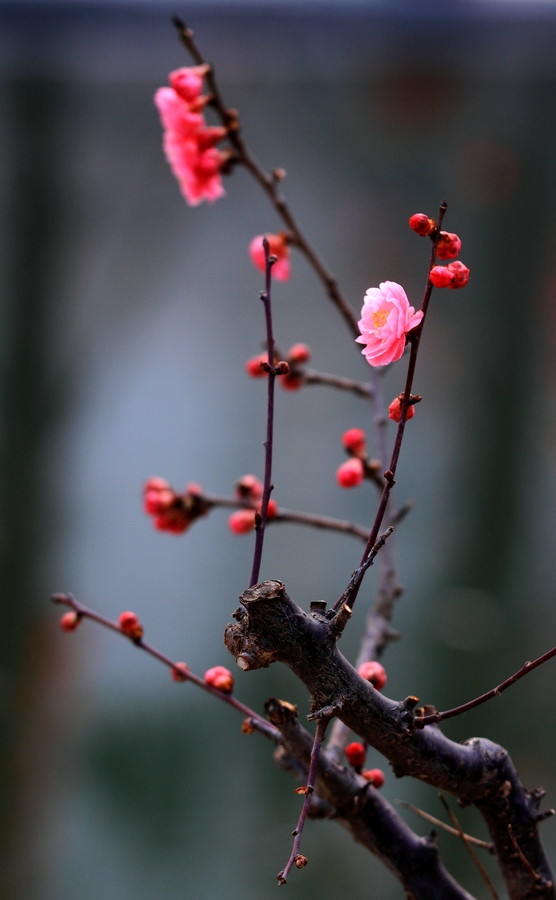 植物园梅花10.JPG