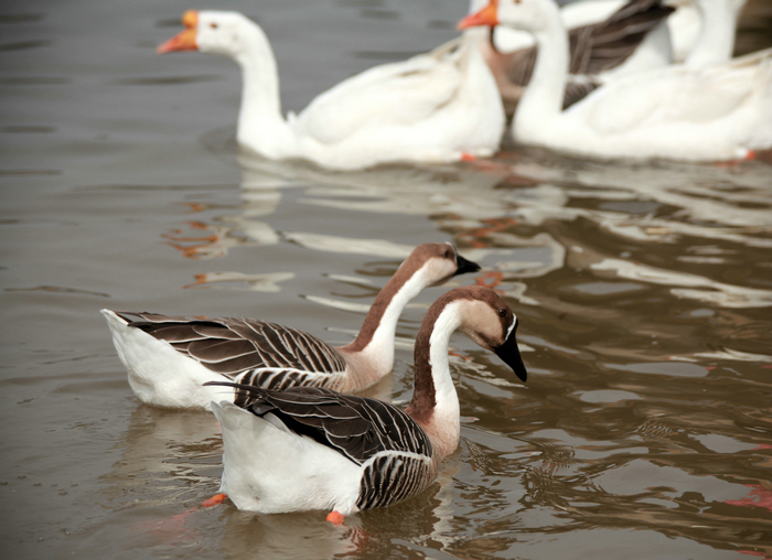 20130213世园会 (47)_副本.jpg