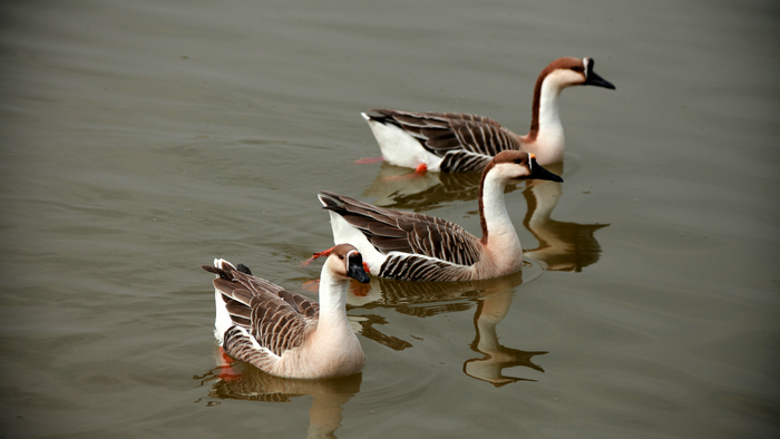 20130213世园会 (59)_副本.jpg