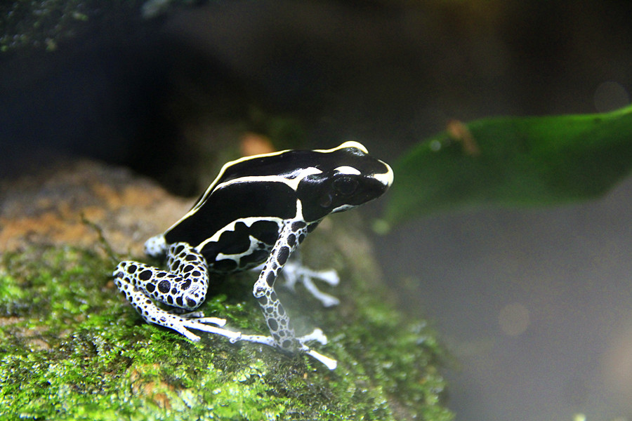 有不同的颜色而且形状各异！